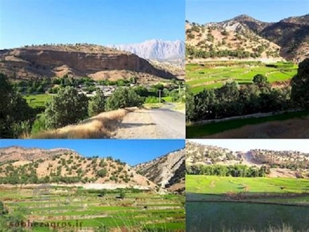 تصاویر زیبا از نشاء کاری در شالیزارهای احمدغریب پاتاوه+تصاویر