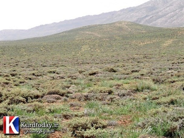 ممنوع شدن برداشت کتیرا در مراتع روستاهای دهگلان