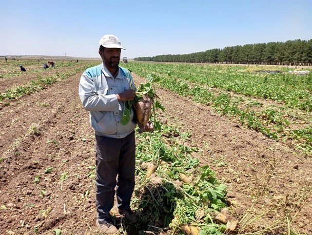 کشت آزمایشی تأمین علوفه مورد نیاز دام/ برداشت چغندر علوفه‌ای پاییزه در رشتخوار آغاز شد