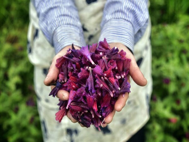 توسعه کشت گیاهان دارویی؛ نیازمند سرمایه‌گذاری و حمایت از فعالان/ تبدیل ایران به قطب گیاهان دارویی دور از دسترس نیست