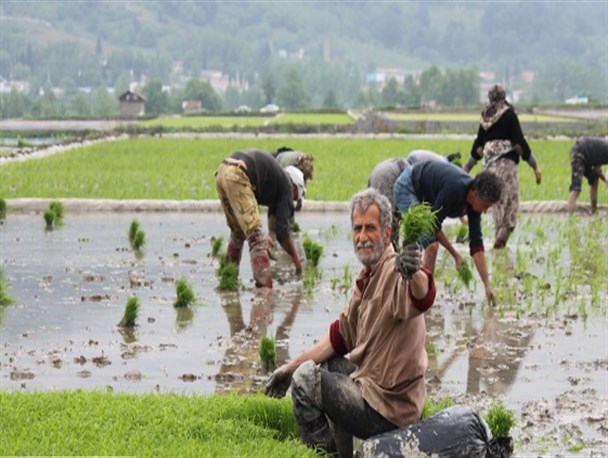 شالیکار می‌کارد و دلال درو می‌کند!/ دلسرد شدن کشاورزان از واردات