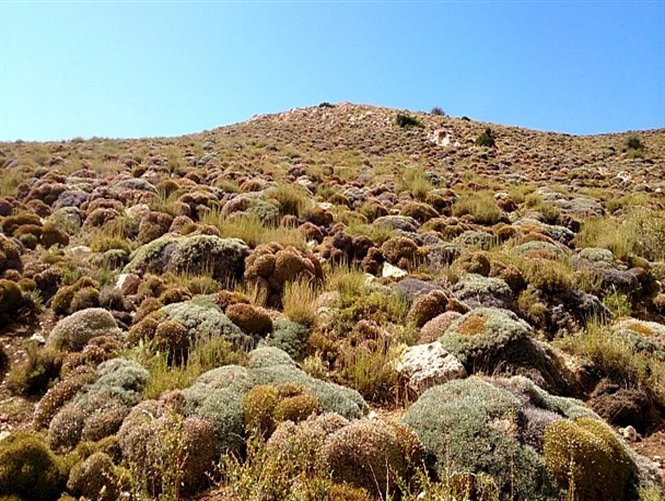 سالوک؛ پلنگها و گون هایش گوهری ناشناخته در خراسان شمالی