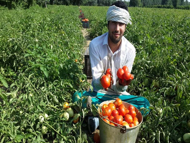 آغاز برداشت گوجه فرنگی از مزارع کردکوی+عکس