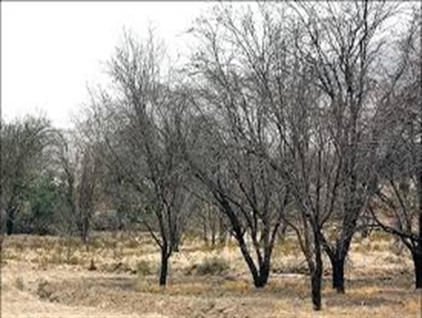 خسارت 50 میلیارد ریالی خشکسالی به باغات فسا