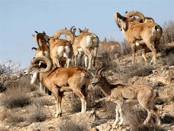 12 گونه جانوری یزد با سرعت نگران کننده در معرض انقراض است/زندان؛ تنبیه کارساز برای شکارچیان غیر مجاز