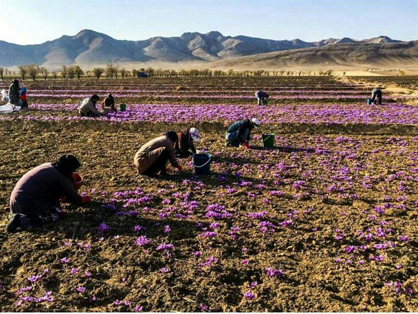 قصه تلخ زندگی دختر روستایی که خرج خانواده می دهد