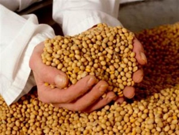 دانه روغنی سویا برای نخستین بار در ۴ هکتار از زمین های کشاورزی لالی کشت شد