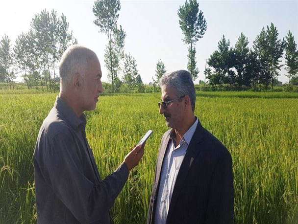 ۴۰ درصد مطالبات چایکاران پرداخت نشده است / دور زدن قانون ممنوعیت واردات برنج مشکل ساز خواهد شد