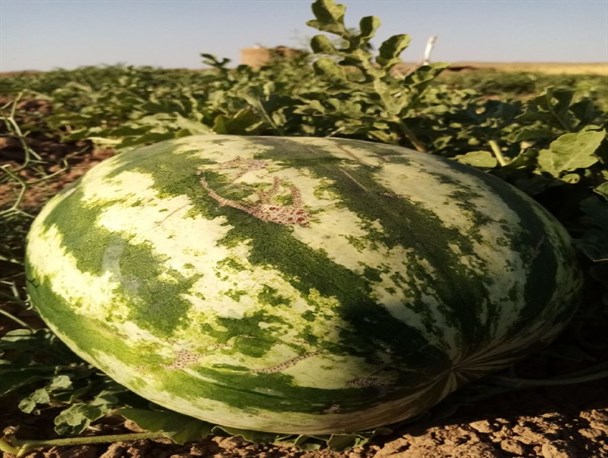 کشت هندوانه دیم معجزه‌ای در دل مزارع کشاورزی رشتخوار