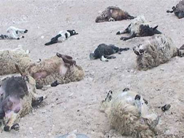 تلف شدن 138 راس گوسفند در ممسنی بر اثر مسمومیت