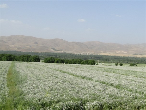 گشنیز نهاوند؛ محصولی جهانی نیازمند حمایت و ایجاد صنایع تبدیلی