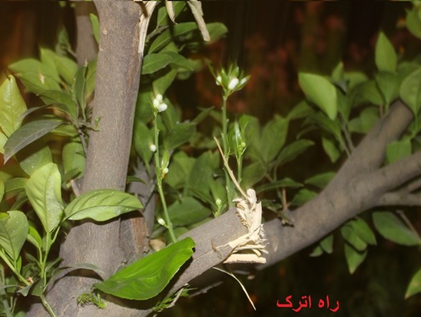 به گل نشستن درخت پرتغال در کلاله+تصویر