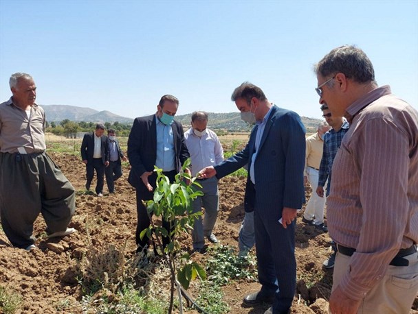 چهار طرح کشاورزی در بانه به بهره برداری رسید