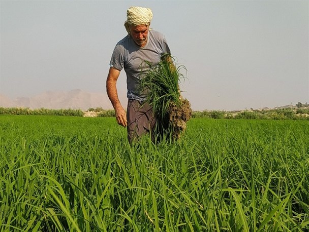 رنج کشاورزان در شالیزارهای خیرآباد گچساران+تصاویر