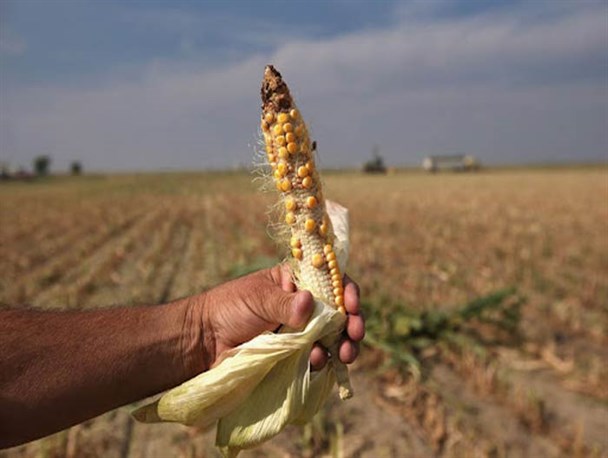 خسارت ۱۰۰۰ میلیارد تومانی خرابی محصولات در کمین کشاورزان ماهدشت کرج/ محرومیت ذرت کاران از حق آبه رودخانه کرج کم بود؛ پساب را هم دریغ کردند