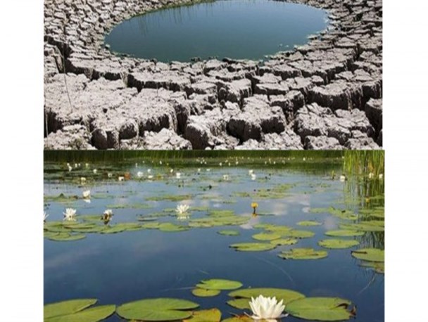 سراب نیلوفری که دیگر نه آب دارد و نه نیلوفر!/ زیبایی را تنها در عکس ها ببینید