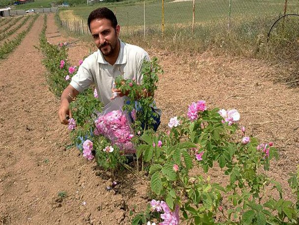 کاشت گل محمدی در منطقه چهاردانگه توسعه می‌یابد/برنامه‌ریزی برای ایجاد صنایع تبدیلی