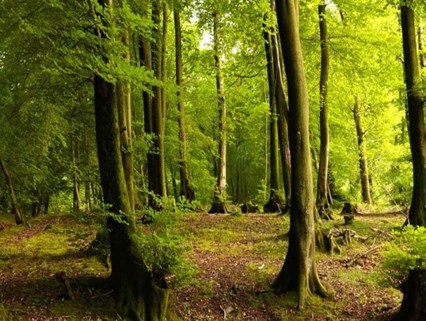 خشکیدگی 16 هزار هکتار از شمشادستان‌های مازندران/ تغییر خودروی قاچاقچیان چوب از نیسان به کانکس مواد لبنی!
