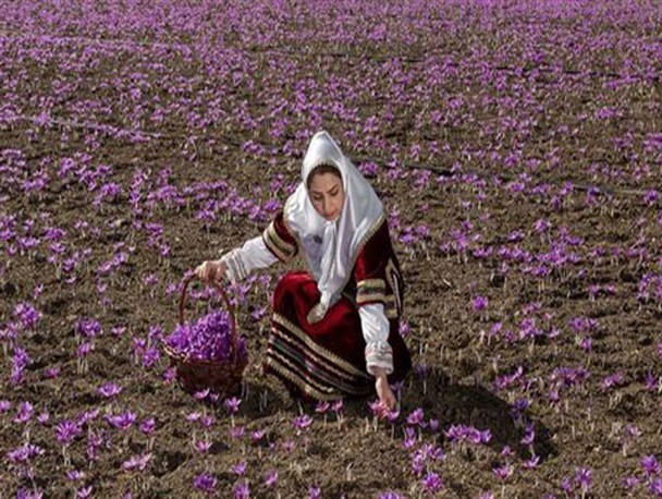 اختصاص ۹۰۸هکتار از اراضی استان یزد به کشت زعفران