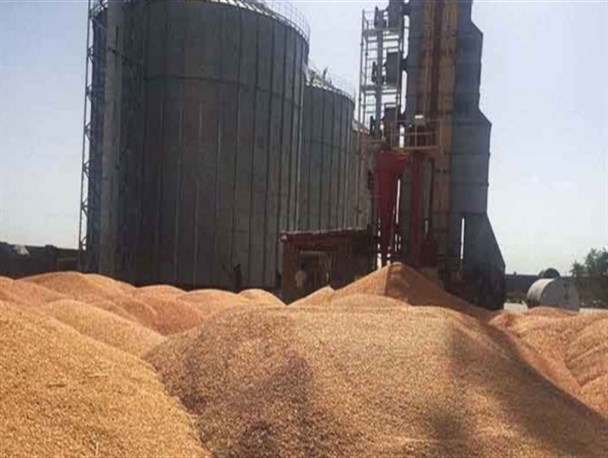 سیلوهای بخش دولتی کرمانشاه همچنان آماده ذخیره گندم خرید تضمینی هستند