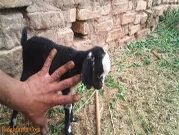سرقت‌ زنجیره‌ای بزغاله
