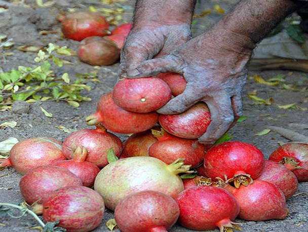 امسال باغداران انار صورت خود را با سیلی سرخ کردند
