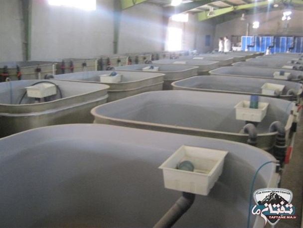 تنها سیستم مدار بسته تکثیر و تولید ماهی جنوب شرق کشور در راستای تحقق اقتصاد مقاومتی راه اندازی شد + تصاویر
