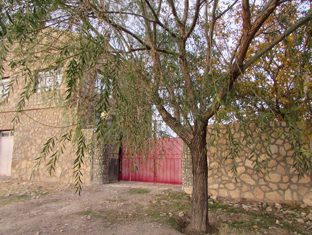 سرک پاییز از دیوار همسایه+تصاویر