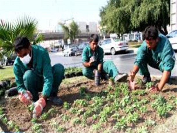 کاشت گل های فصلی در هرمزگان آغاز شد / احداث اولین باغ گل در شهر بندرعباس