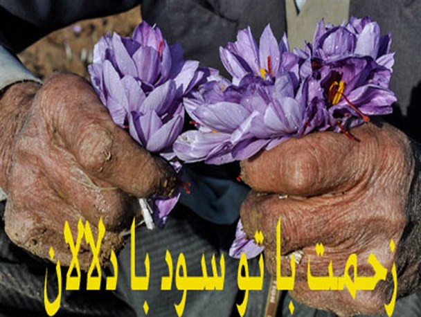 درآمدزایی میلیاردی دلالان از دست‎رنج زعفران‎کاران