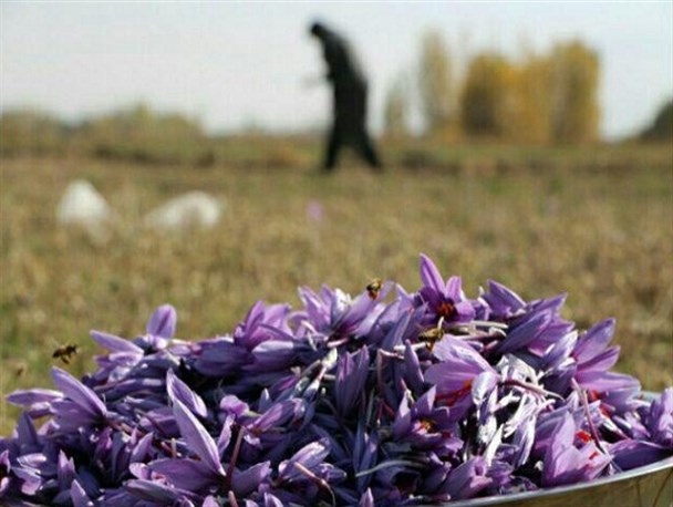 پیش بینی برداشت 5 کیلوگرم طلای سرخ از مزارع شازند