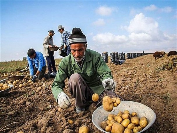 صنعت کشاورزی از فقدان آمایش سرزمین و الگوی‌کشت رنج می برد/تعادل بازار محصولات غرق در باتلاق‌سیاست های غلط دولت