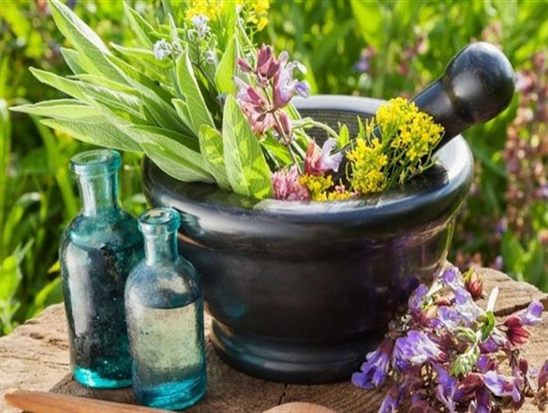 سالیانه ۴۵ تن گیاهان دارویی در قزوین تولید می‌شود