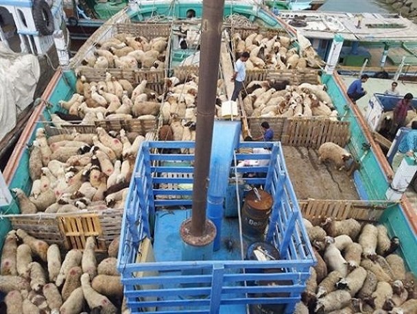 توقیف محموله بزرگ دام زنده قاچاق در گمرک بندر شهید باهنر بندرعباس