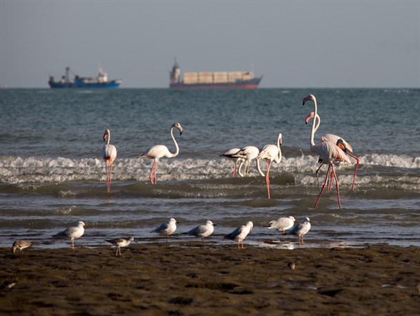 چشم‌نوازی پرندگان مهاجر بر فراز آسمان هرمزگان