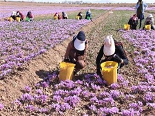 برداشت 30 تن زعفران خشک از مزارع تربت حیدریه