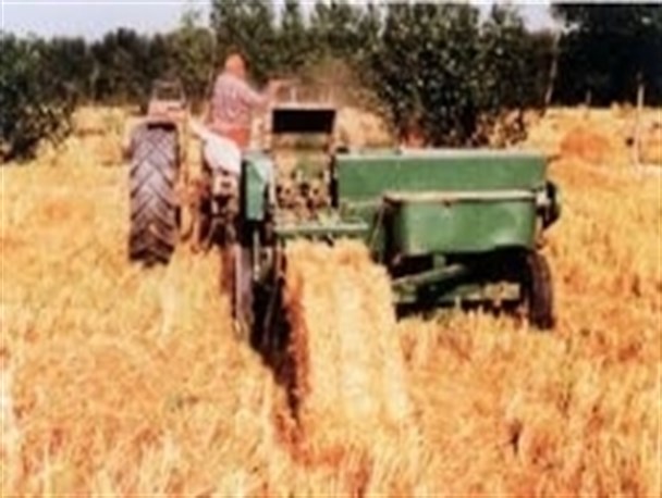 تنگنای سخت دامداران نیری/گرانی آذوقه و ارزانی دام