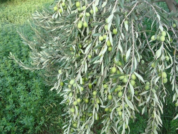 سیستان بهترین مکان برای کشت زیتون به شمار می رود