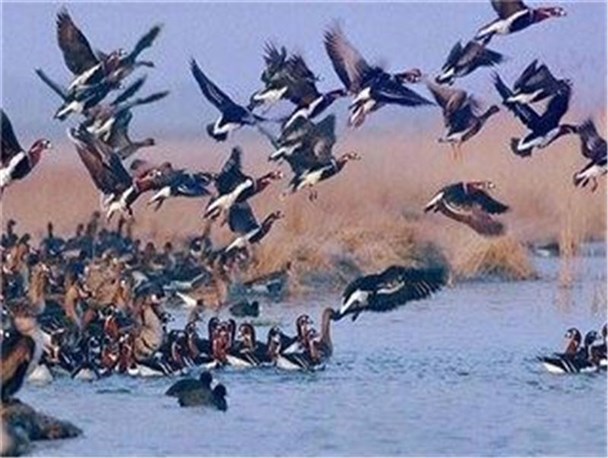 ورود پرندگان مهاجر سیبری به سراوان/ آبگیرهای سراوان میزبان صدها قطعه پرنده مهاجر شدند