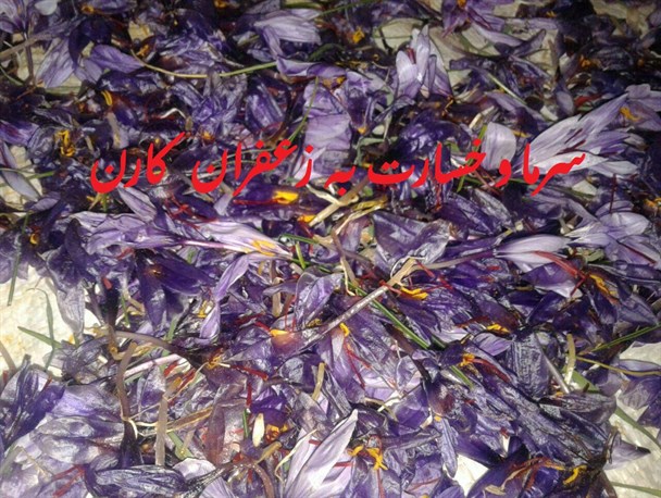 خسارت 20 میلیاردی به کشاورزان رشتخواری/ سرمازدگی 35 درصد زعفران رشتخوار را از بین برد