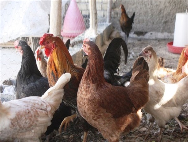 واکسیناسیون 2500 قطعه مرغ بومی در روستای جشن‌آباد درگز