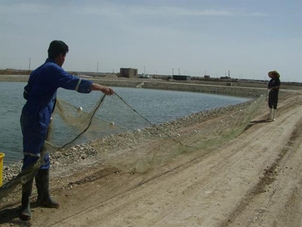 استخر پرورش ماهی،فرصتی برای اشتغالزایی در سیستان