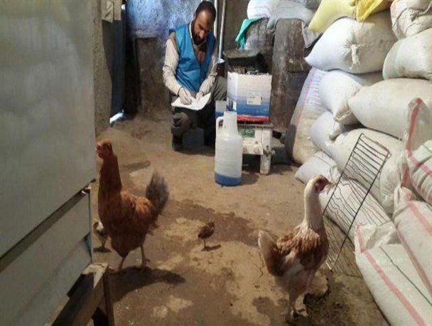 اجرای طرح واکسیناسیون نیوکاسل در 76 روستای کامیاران