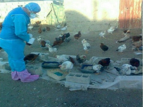 اجرای طرح ملی واکسیناسیون نیوکاسل روستایی امروز در 13روستای بندرترکمن