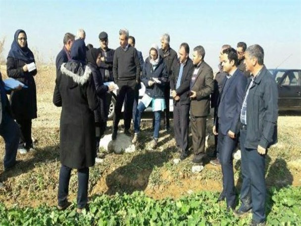 بازدید کارشناسان فرانسوی از مزارع کلزا در میاندوآب/ تصاویر