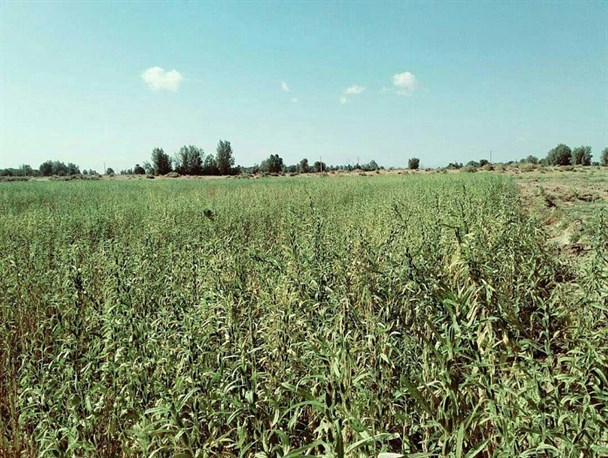 رودبارجنوب رتبه دوم سطح زیر کشت کنجد کشور را دارد/ آغاز برداشت کنجد ازسطح 5هزار هکتار مزارع این شهرستان