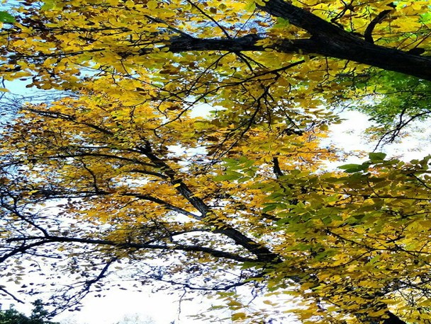 شاعرانه‌های پاییزی+تصاویر