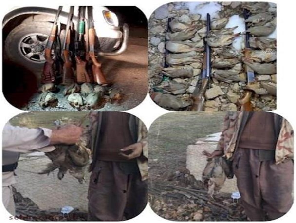 پاتک محیط زیست به شکارچیان کبگ در بویراحمد