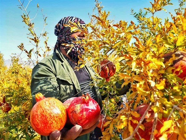 برداشت انار باغات شهرستان کاشمر