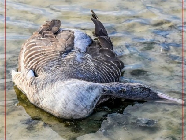 آخرین وضعیت آنفلوانزای فوق حاد پرندگان در تالاب میقان و اقدامات کنترلی